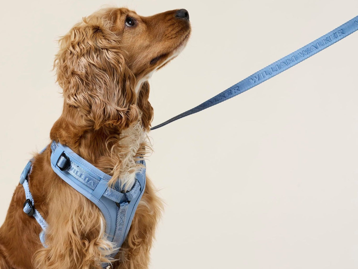 Warum Nylon-Hundeleinen perfekt für Training und tägliche Spaziergänge sind