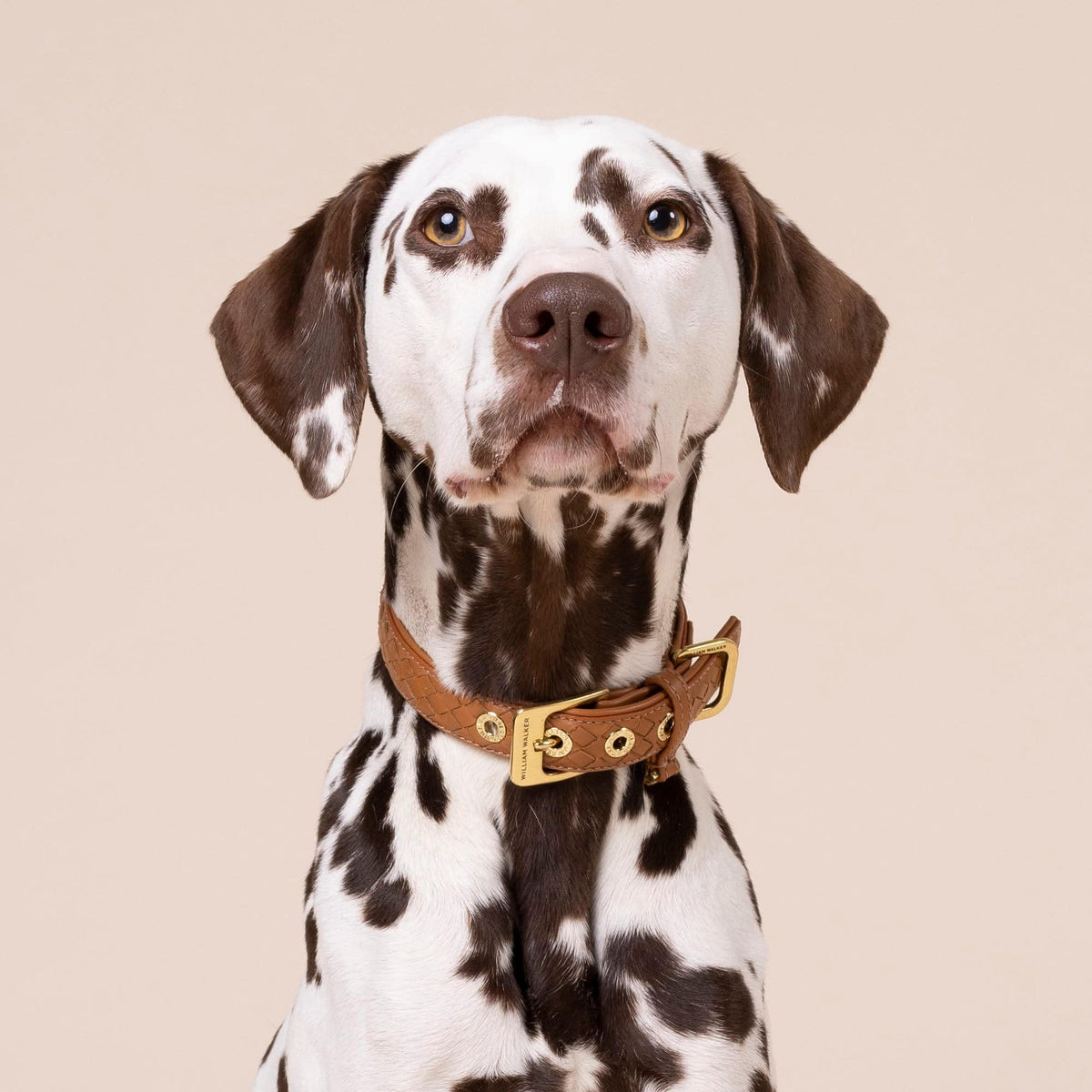 William Walker Collare per cani in pelle Prestige Caramel