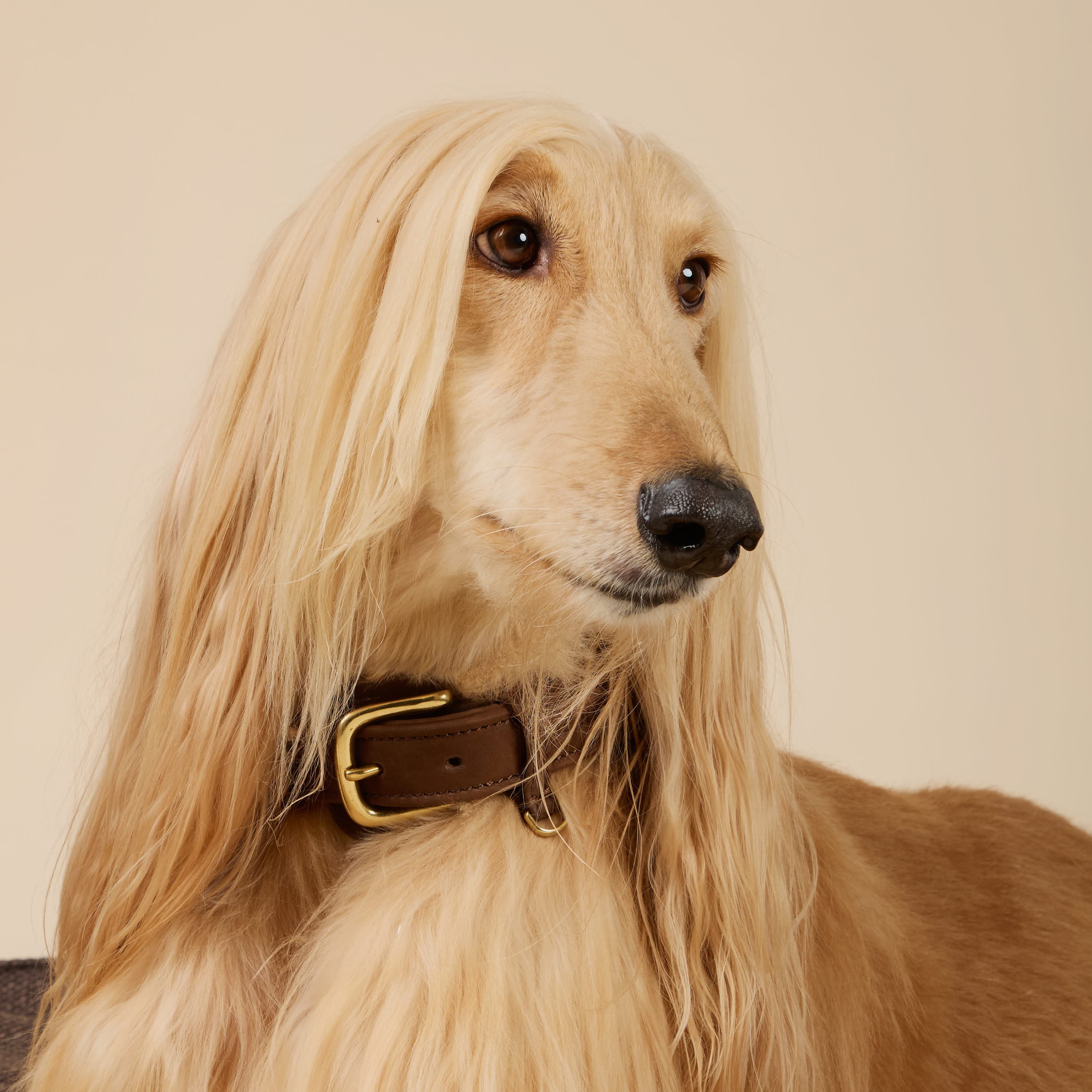 William Walker Hundehalsband aus wasserfestem Nubukleder