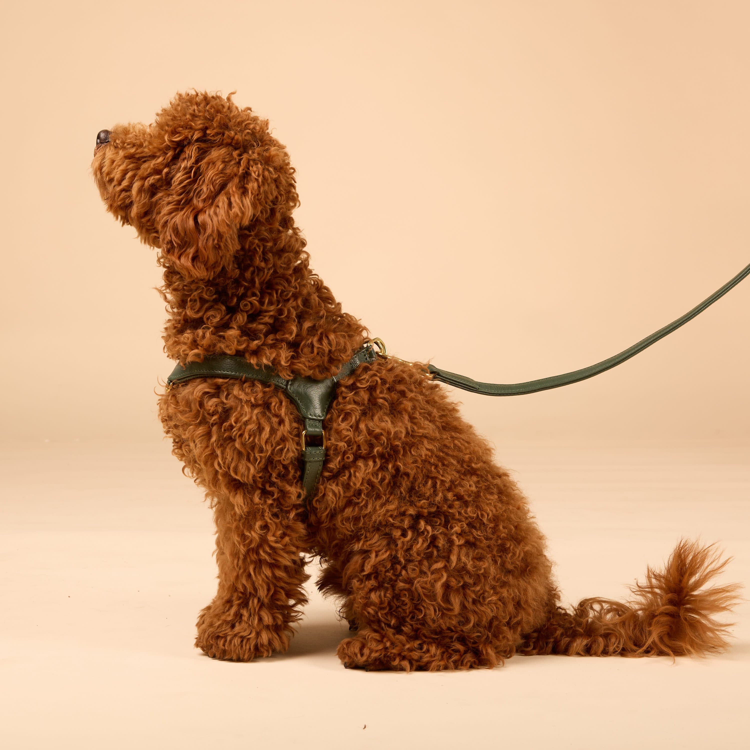 William Walker Step-In Leder Geschirr Pico für kleine Hunde