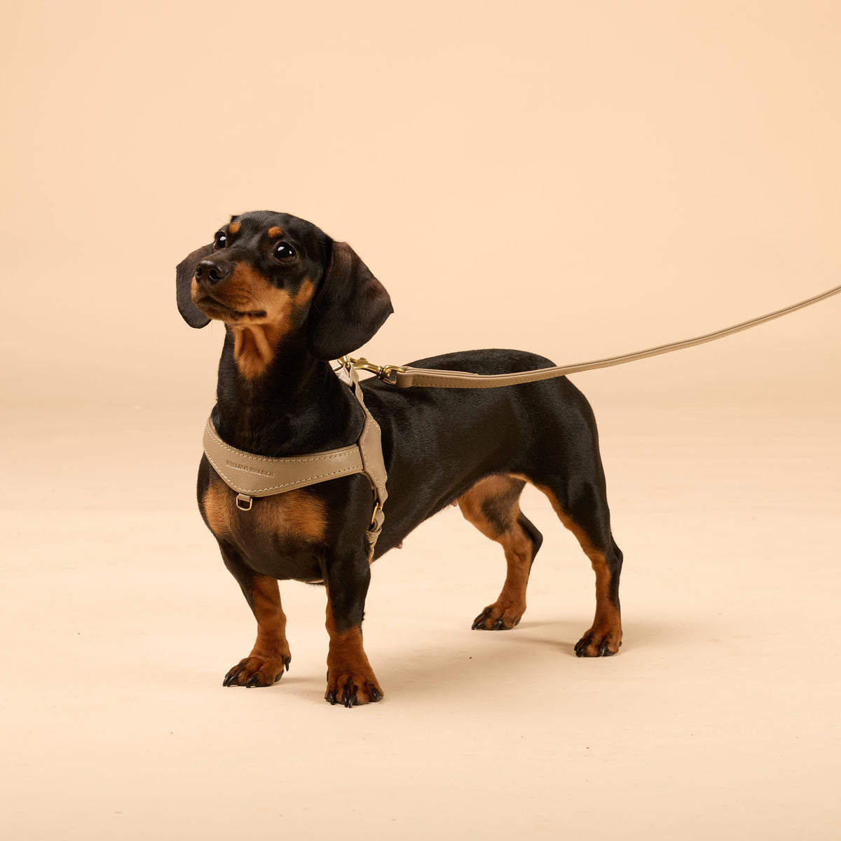 William Walker Pettorina in Pelle Premium Bundle Configuratore per Cani Piccoli