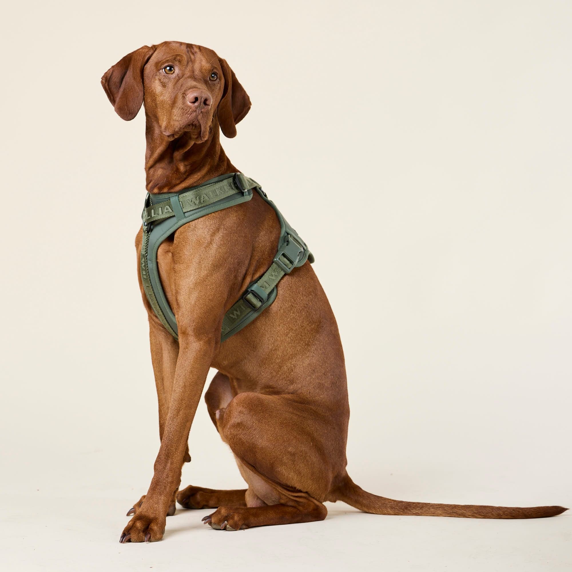 William Walker Hochwertiges Y-Hundegeschirr Forest (grün)