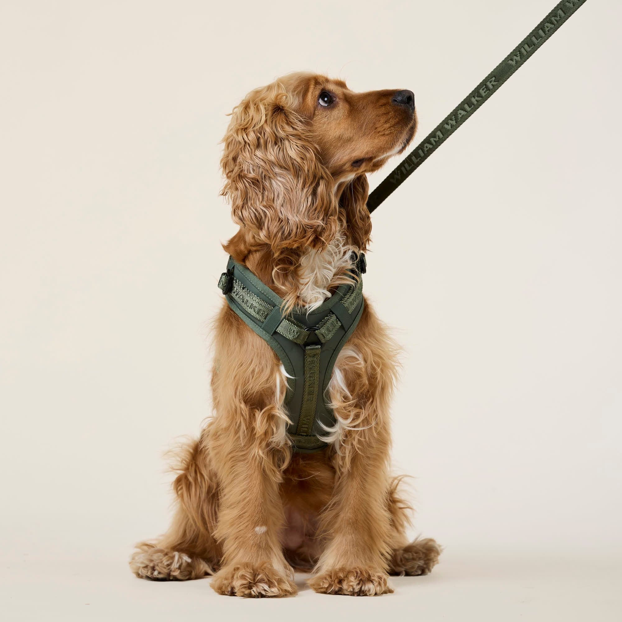 William Walker Hochwertiges Y-Hundegeschirr Forest (grün)