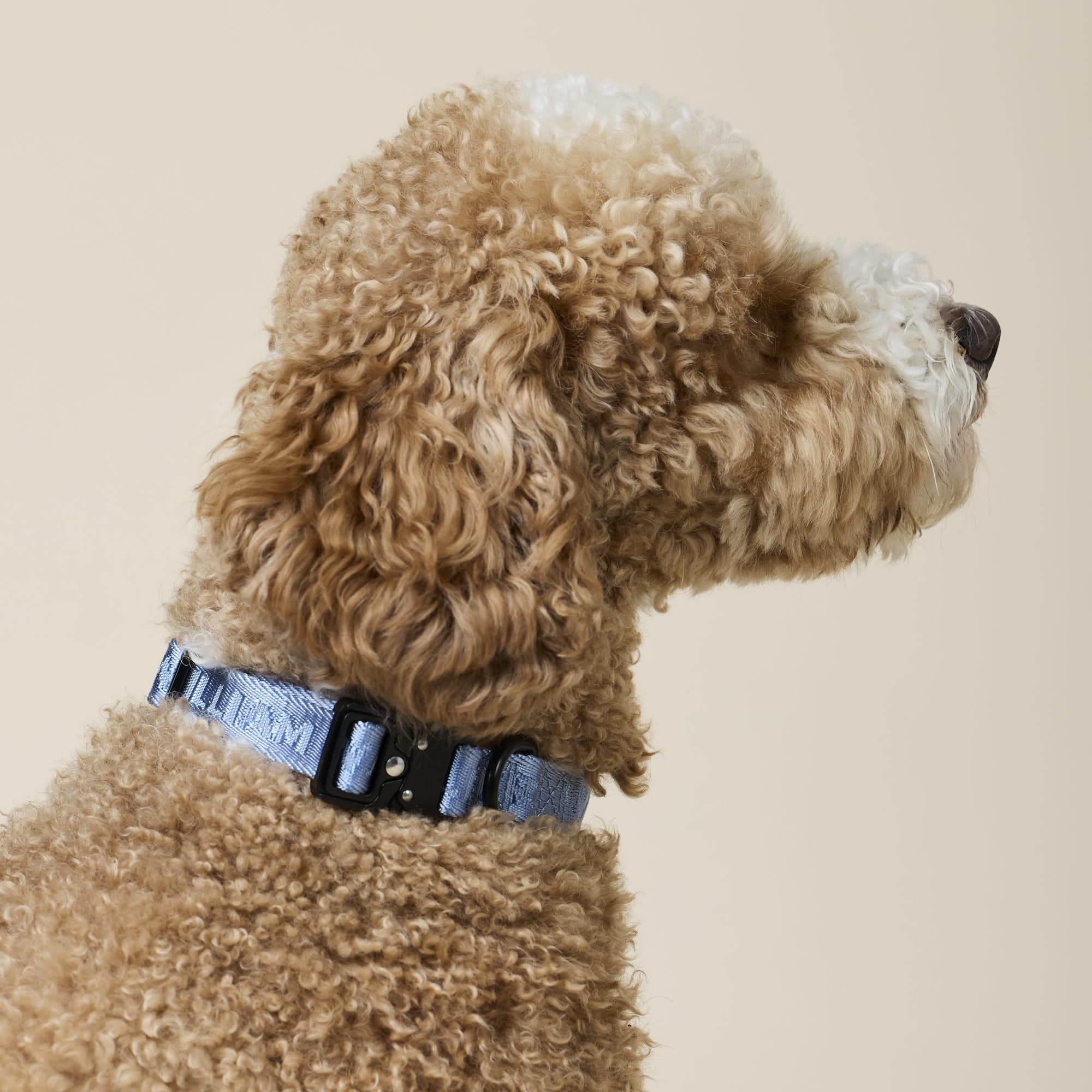 William Walker Jacquard Nylon Hundehalsband Sky (blau)