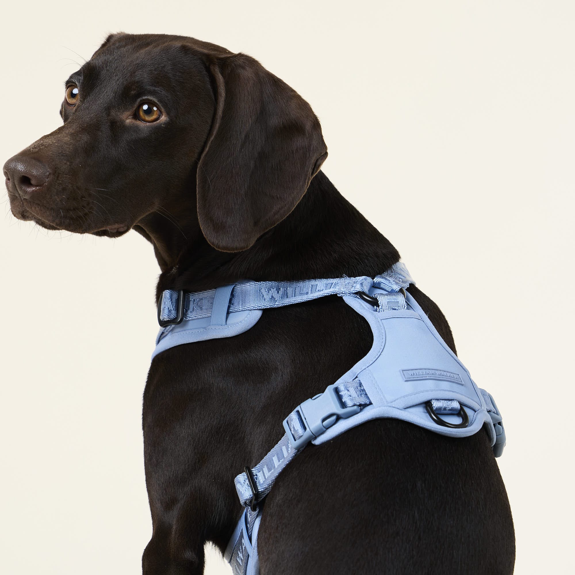 William Walker Hochwertiges Y-Hundegeschirr Sky (blau)