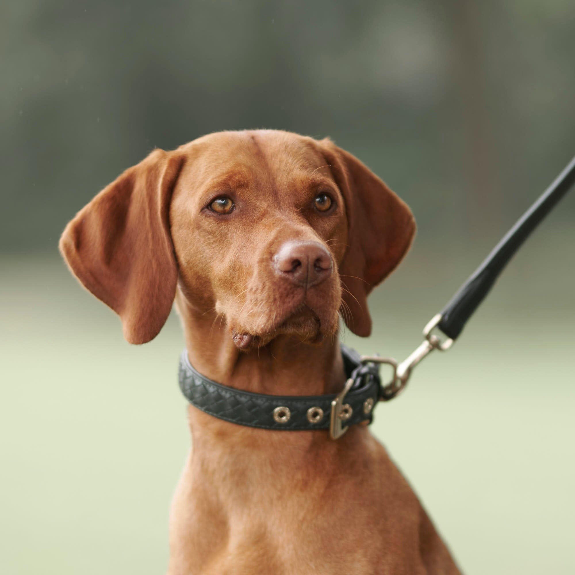 William Walker Leder Hundehalsband Prestige Forest (Waldgrün)