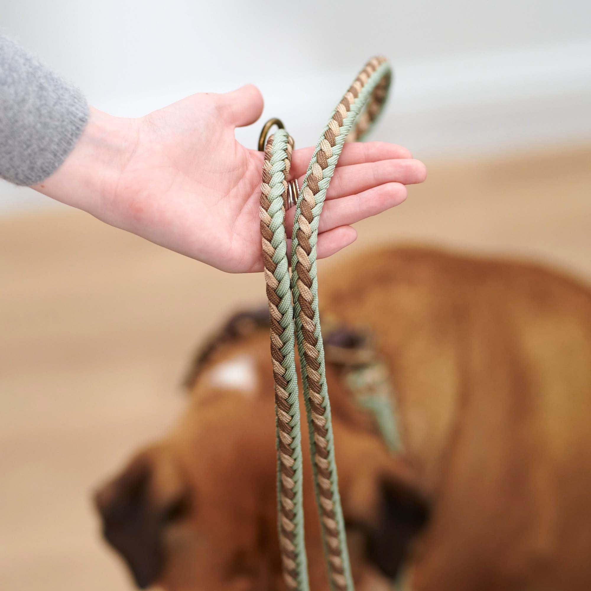 William Walker Paracord Hundeleine Shire // Limited