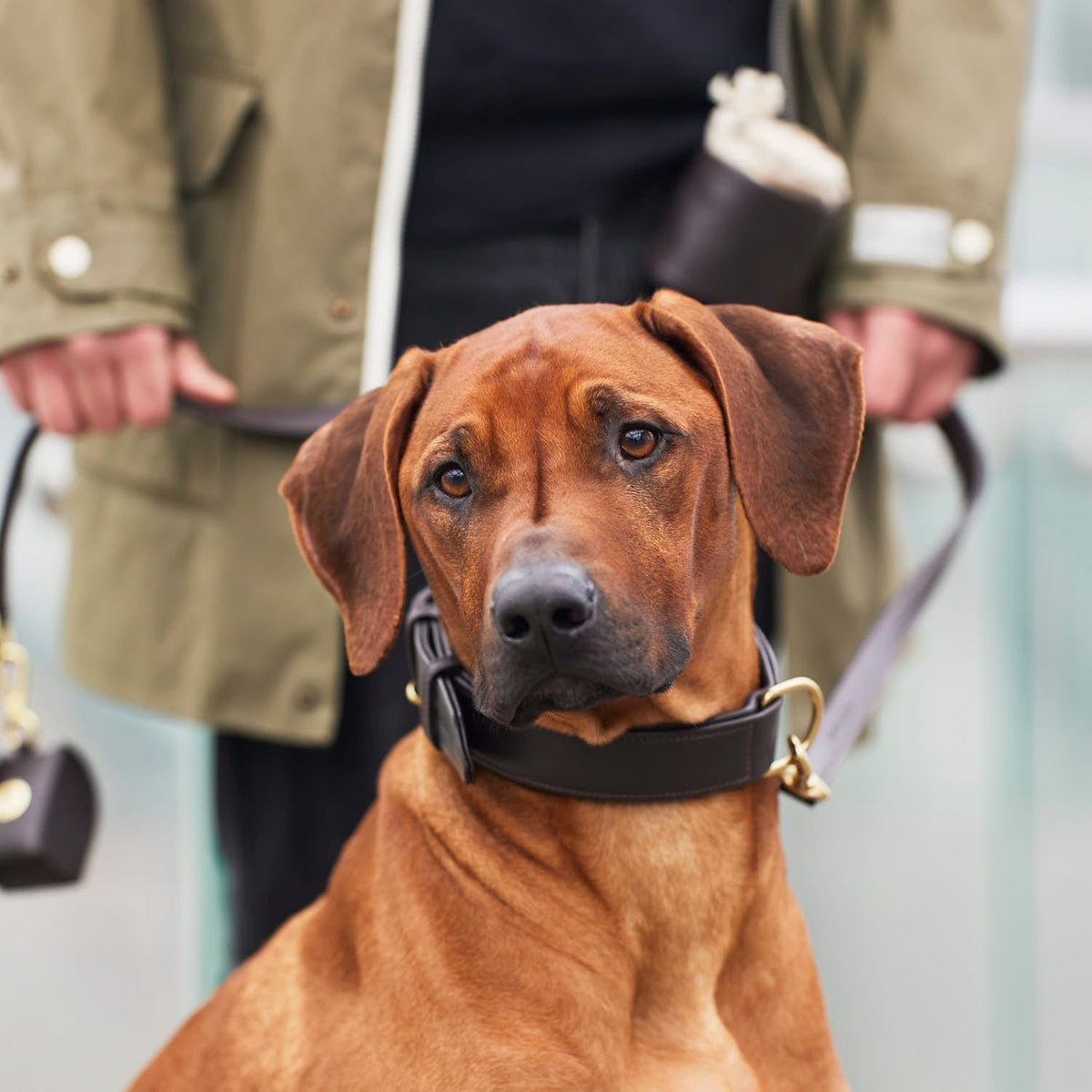 William Walker Leder Hundehalsband Earth (Braun)