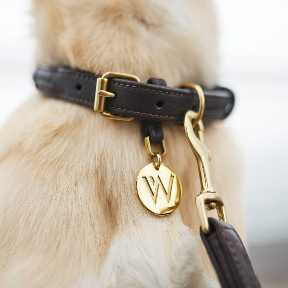 William Walker Leder Hundehalsband Twisted Earth (Braun)