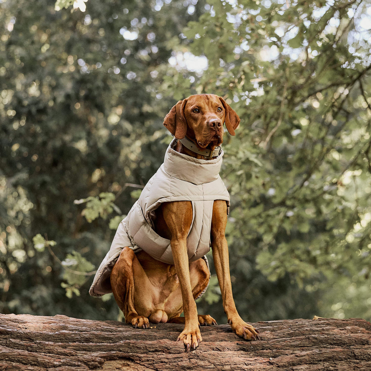 William Walker Warm winter dog coat Alpine