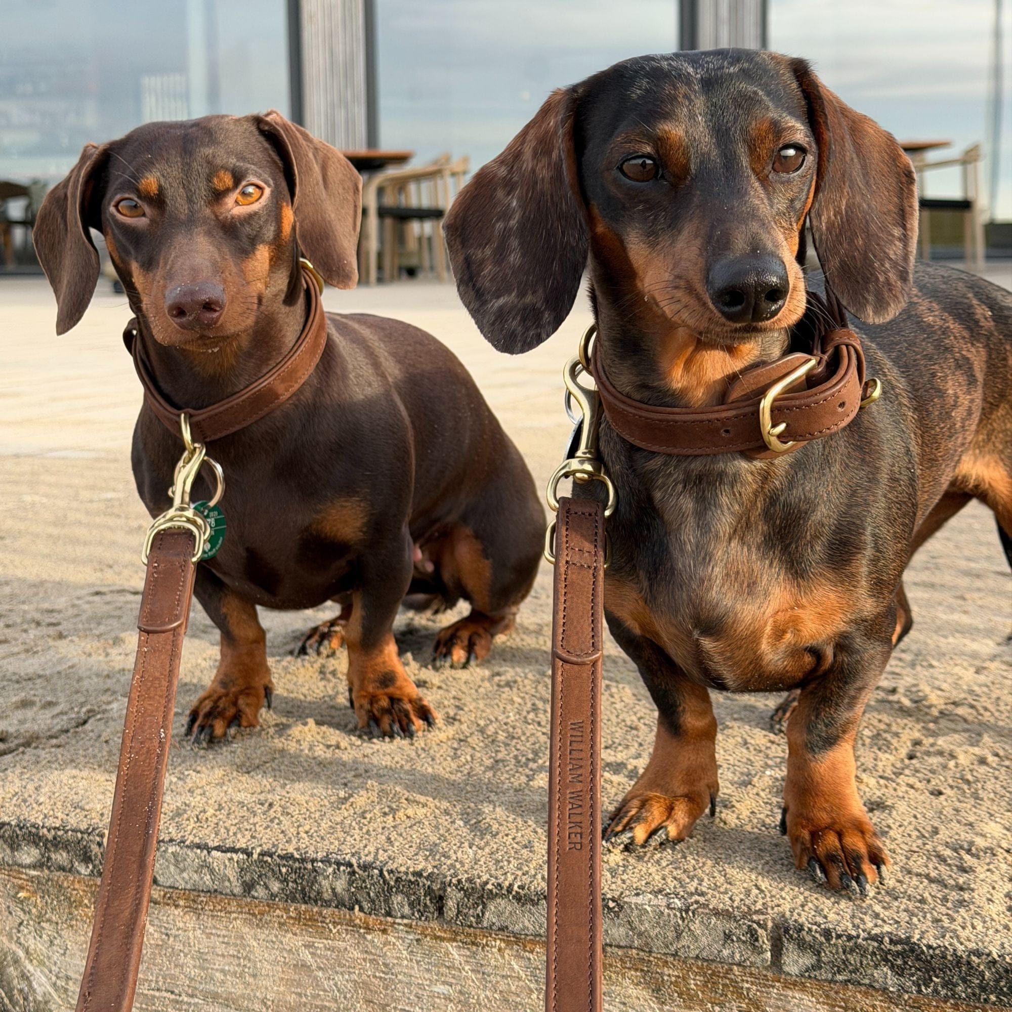 William Walker Hundeleine aus wasserfestem Nubukleder stufenlos verstellbar Handsfree