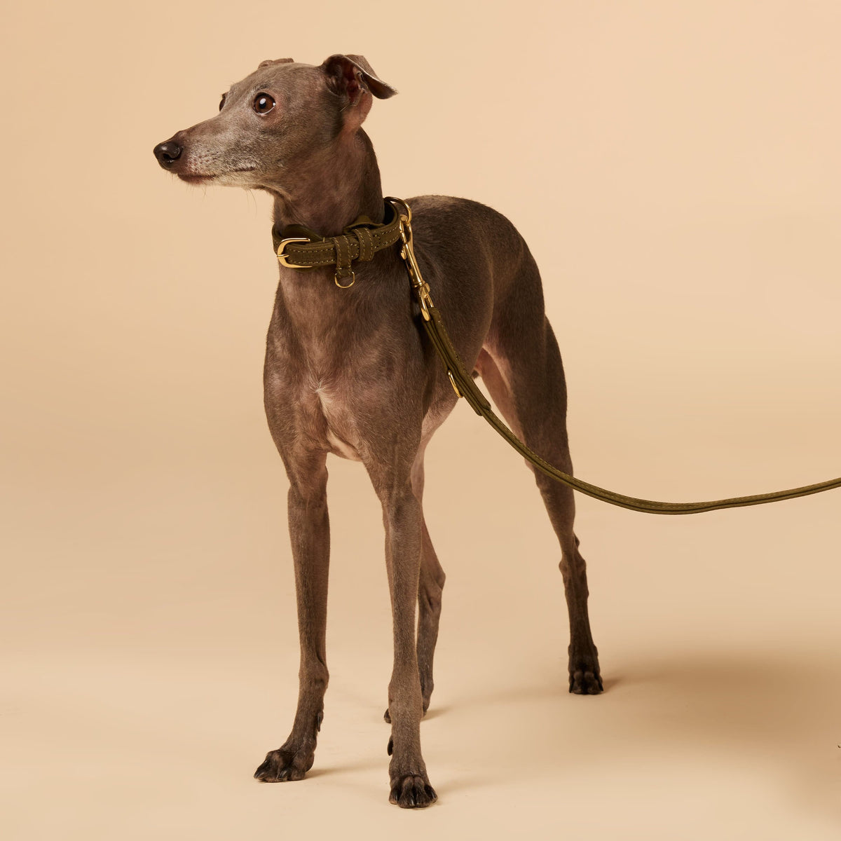 William Walker Laisse pour chien en cuir nubuck hydrofuge réglable sans limite Handsfree Pistachio (vert) / Standard (S-XXL)