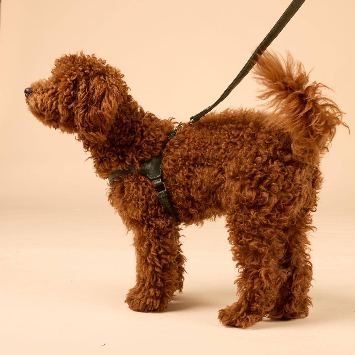 William Walker Arnés de Cuero Step-In Pico para Perros Pequeños Dark Moss / 1