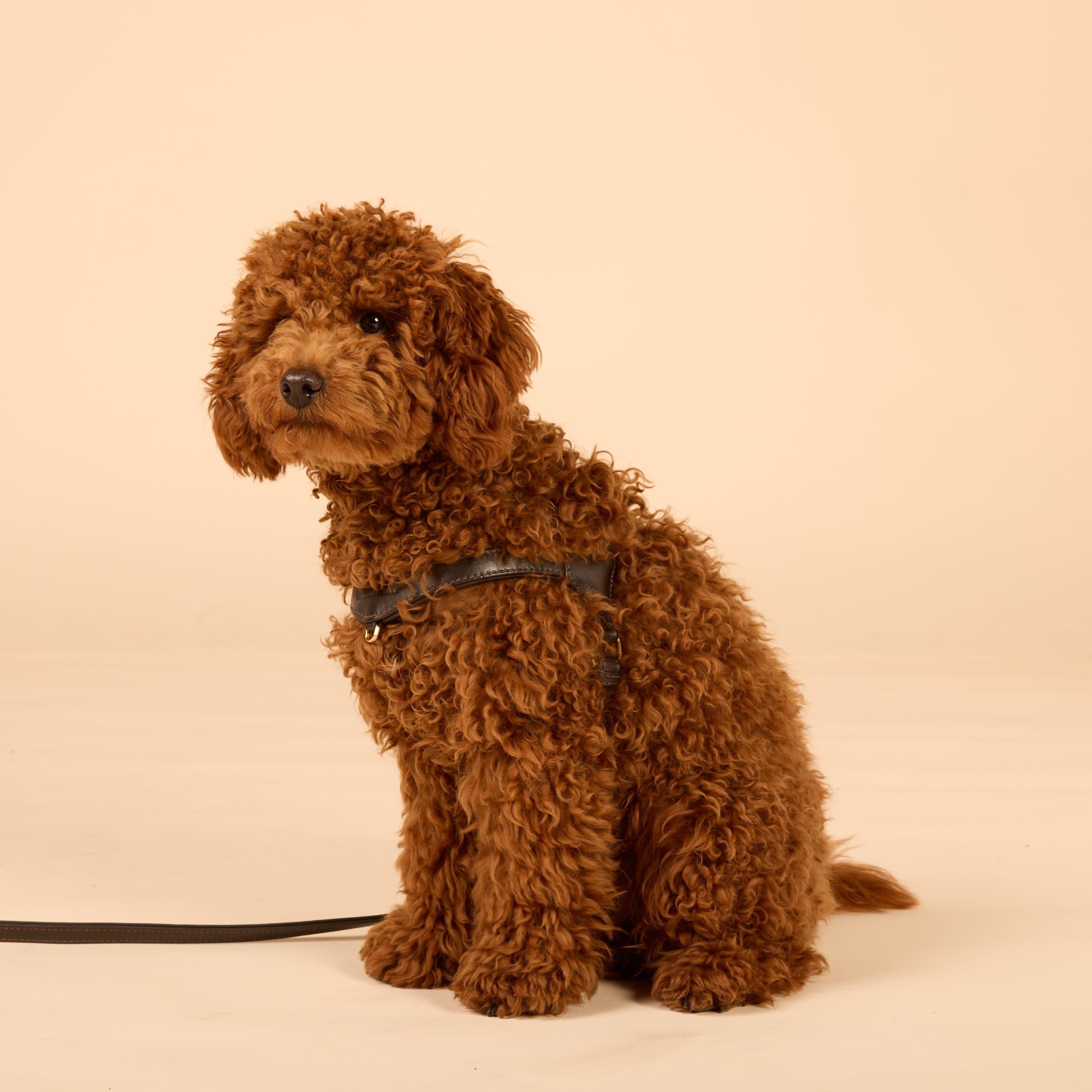 William Walker Step-In Leder Geschirr Pico für kleine Hunde