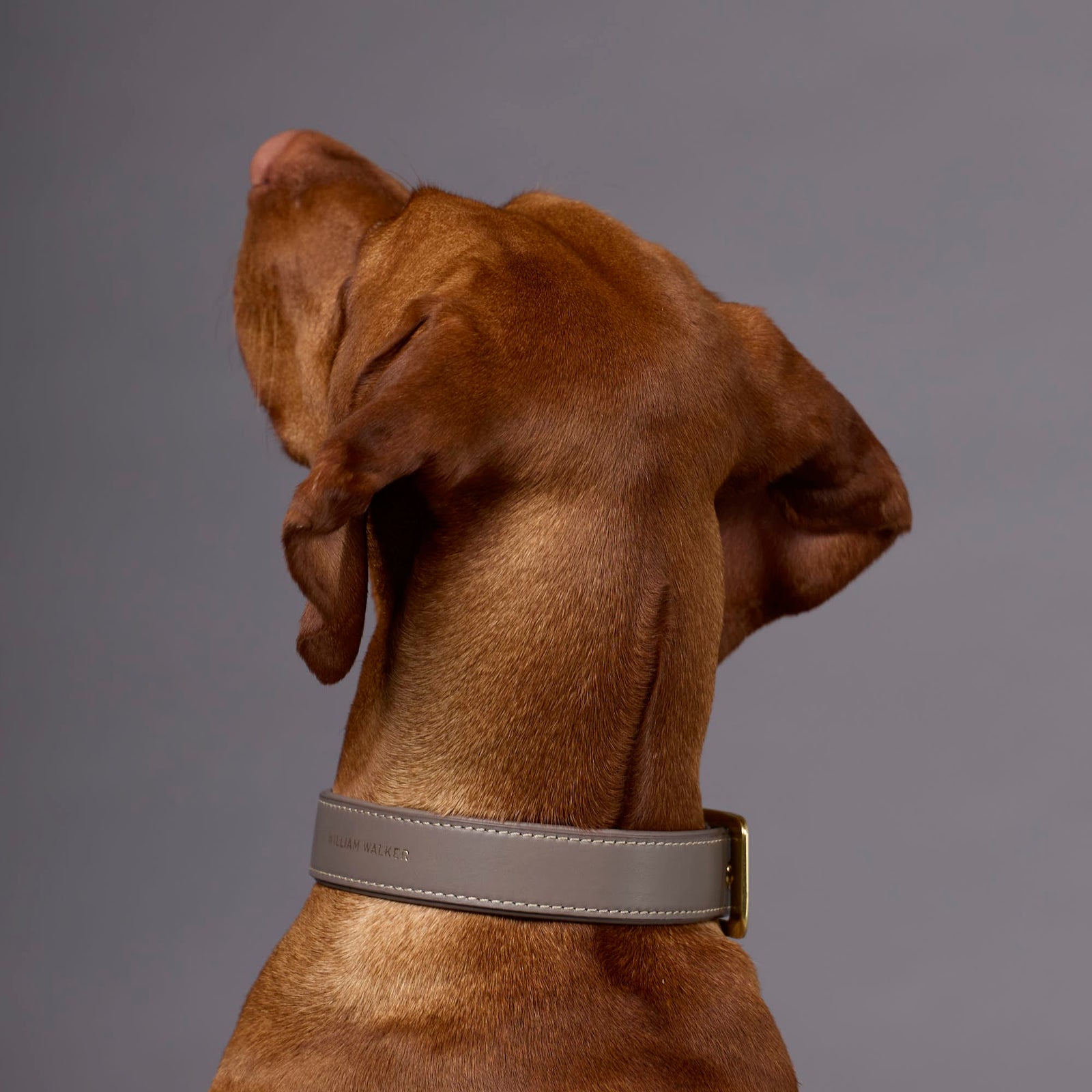 William Walker Glattleder Hundehalsband Pebble (Taupe)