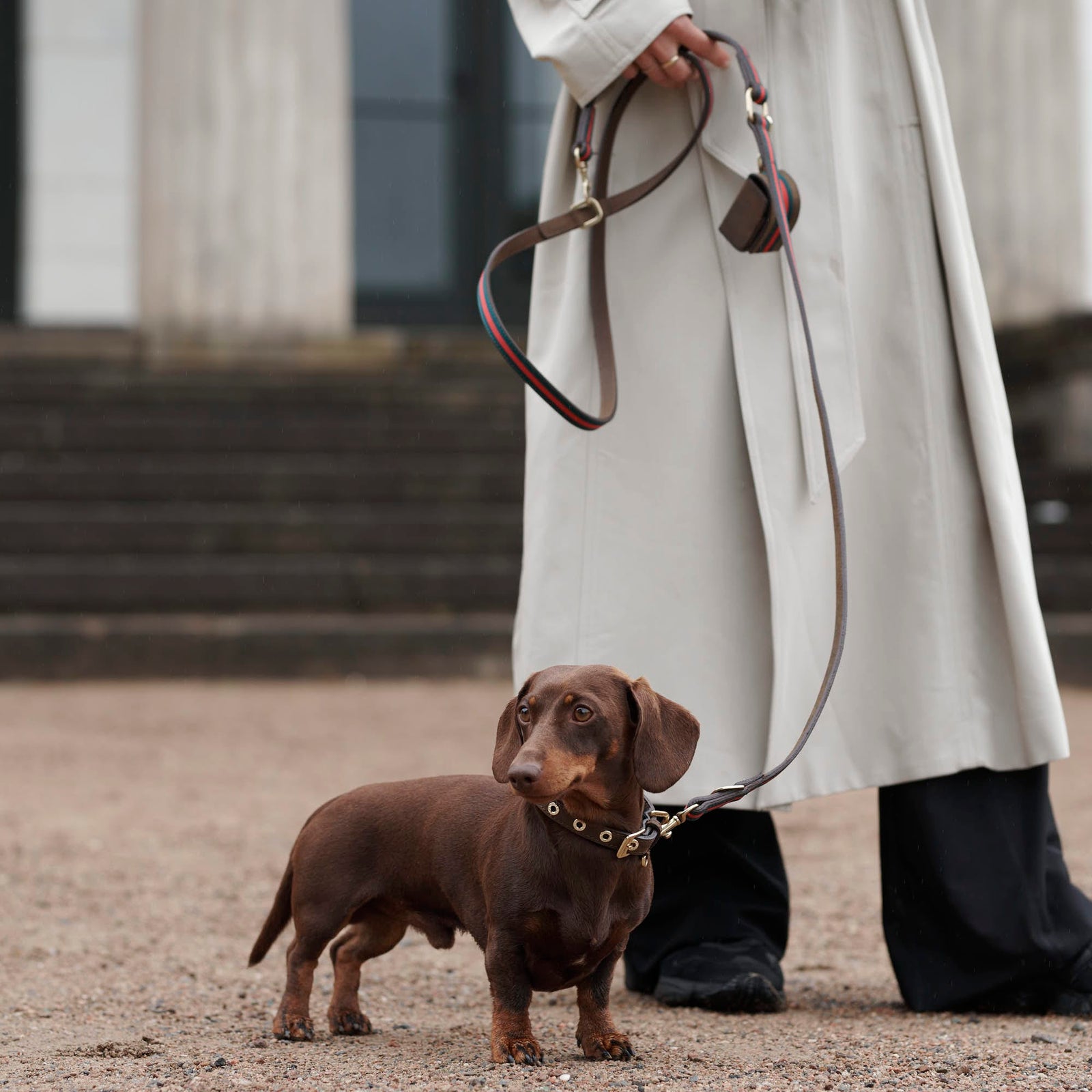 William Walker Leder Hundehalsband Florence // Limited