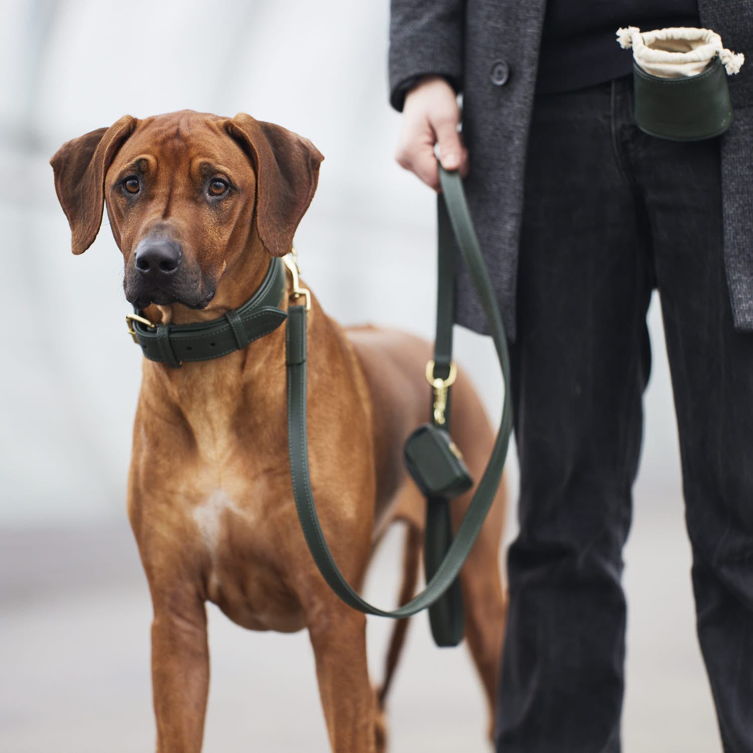 Leder Hundehalsband und Leine für Ridgeback in Dunkelgrün - Hochwertiges, handgefertigtes Halsband und passende Hundeleine aus echtem Leder für  große Hunde in einem stilvollen dunklen Grün