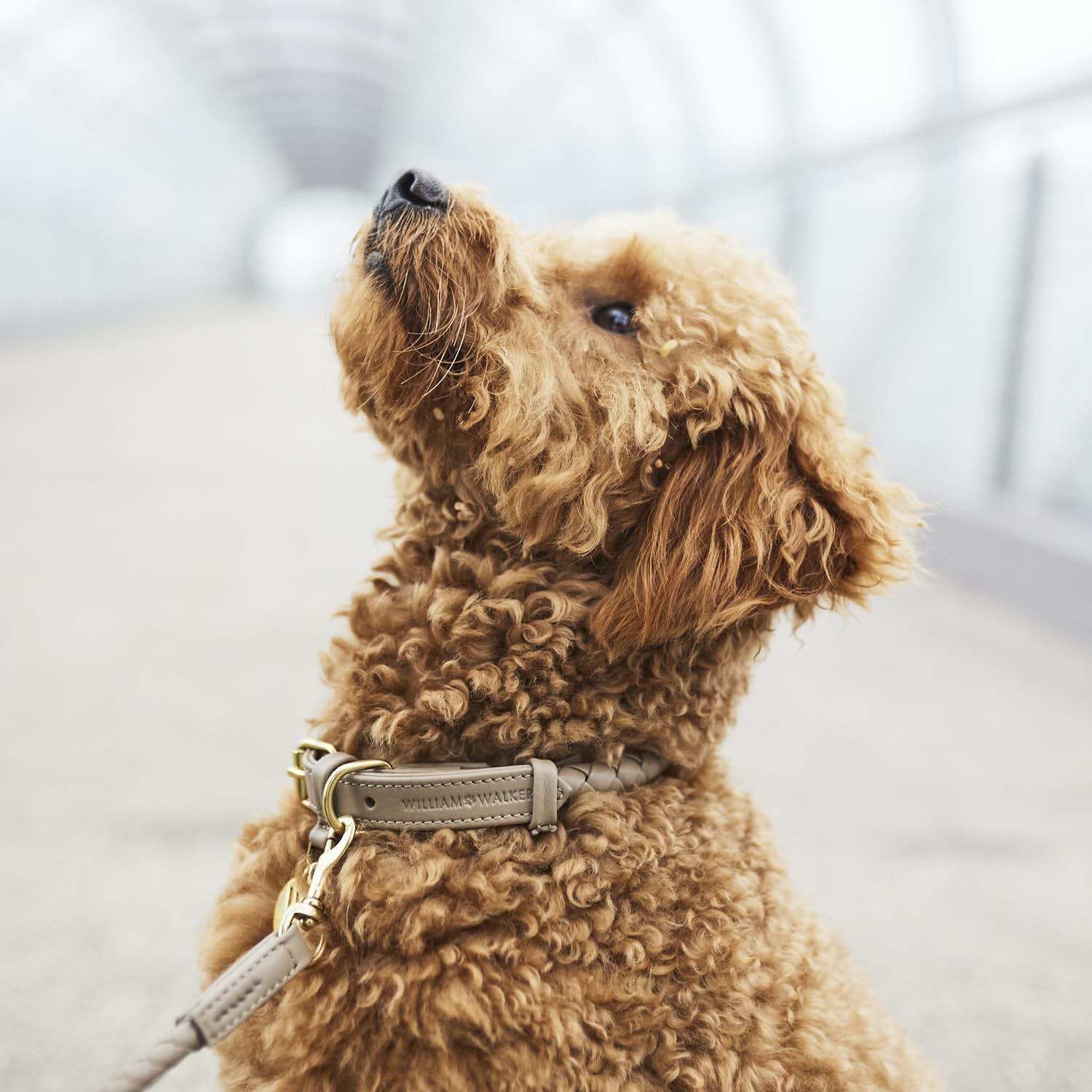 Poodle trägt Hundehalsband aus Leder in beige