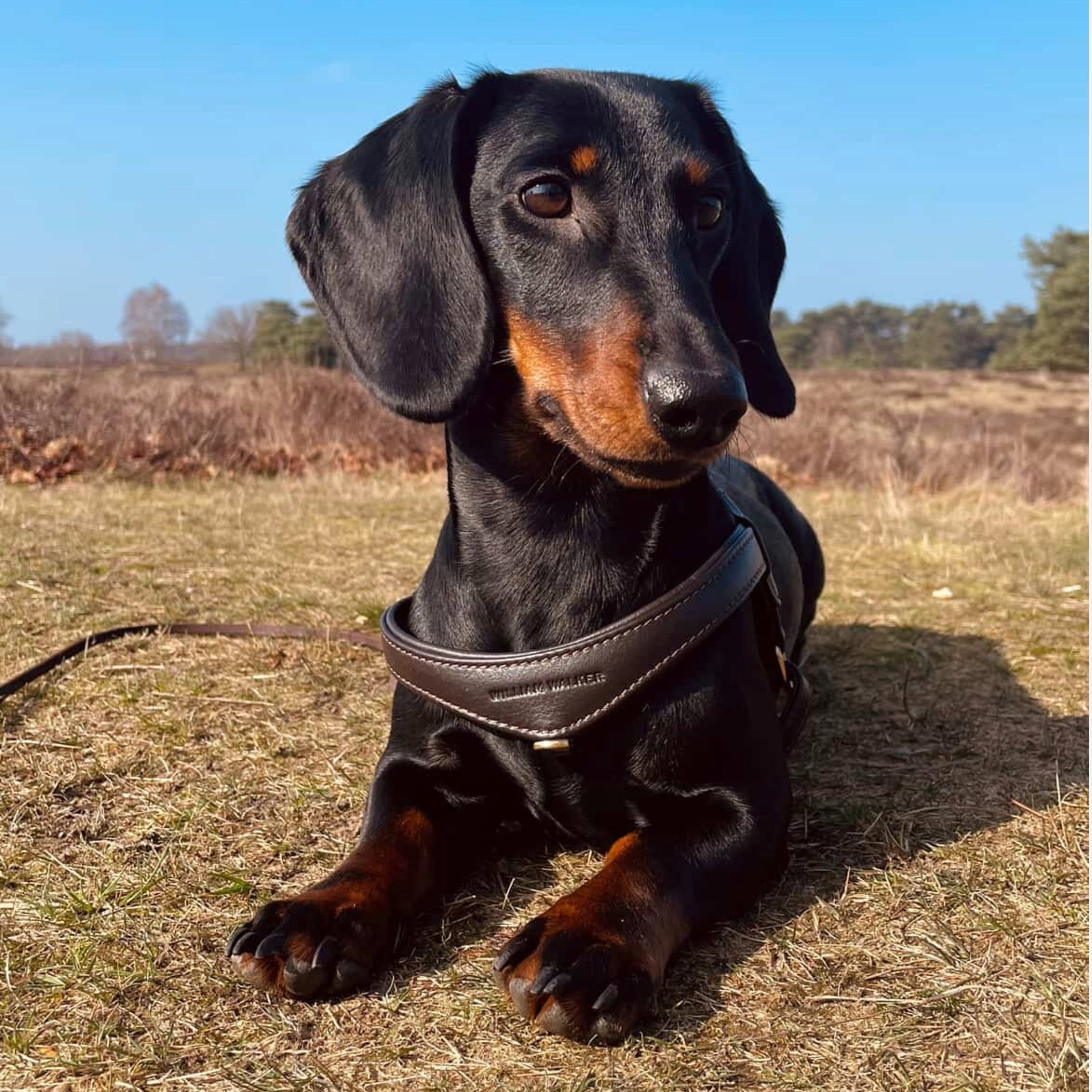 William Walker Step-In Leder Geschirr Pico für kleine Hunde