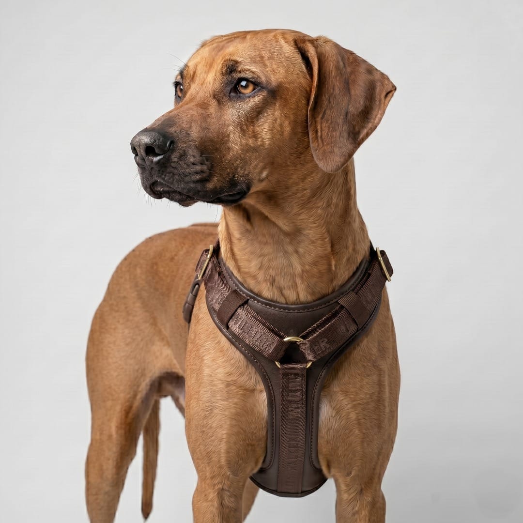 William Walker Arnés de cuero para perro Plain