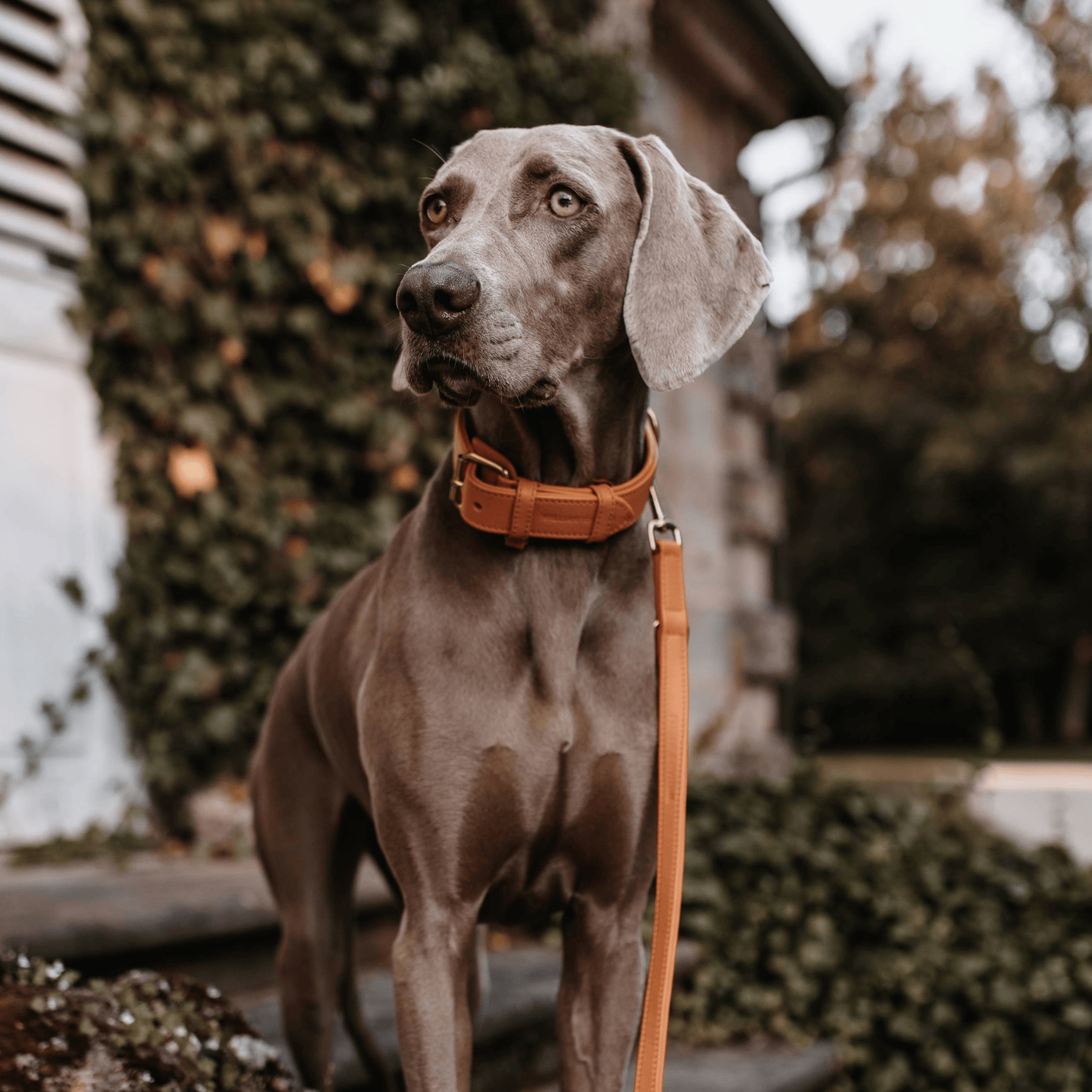 William Walker Leder Hundehalsband Amber (Orange)