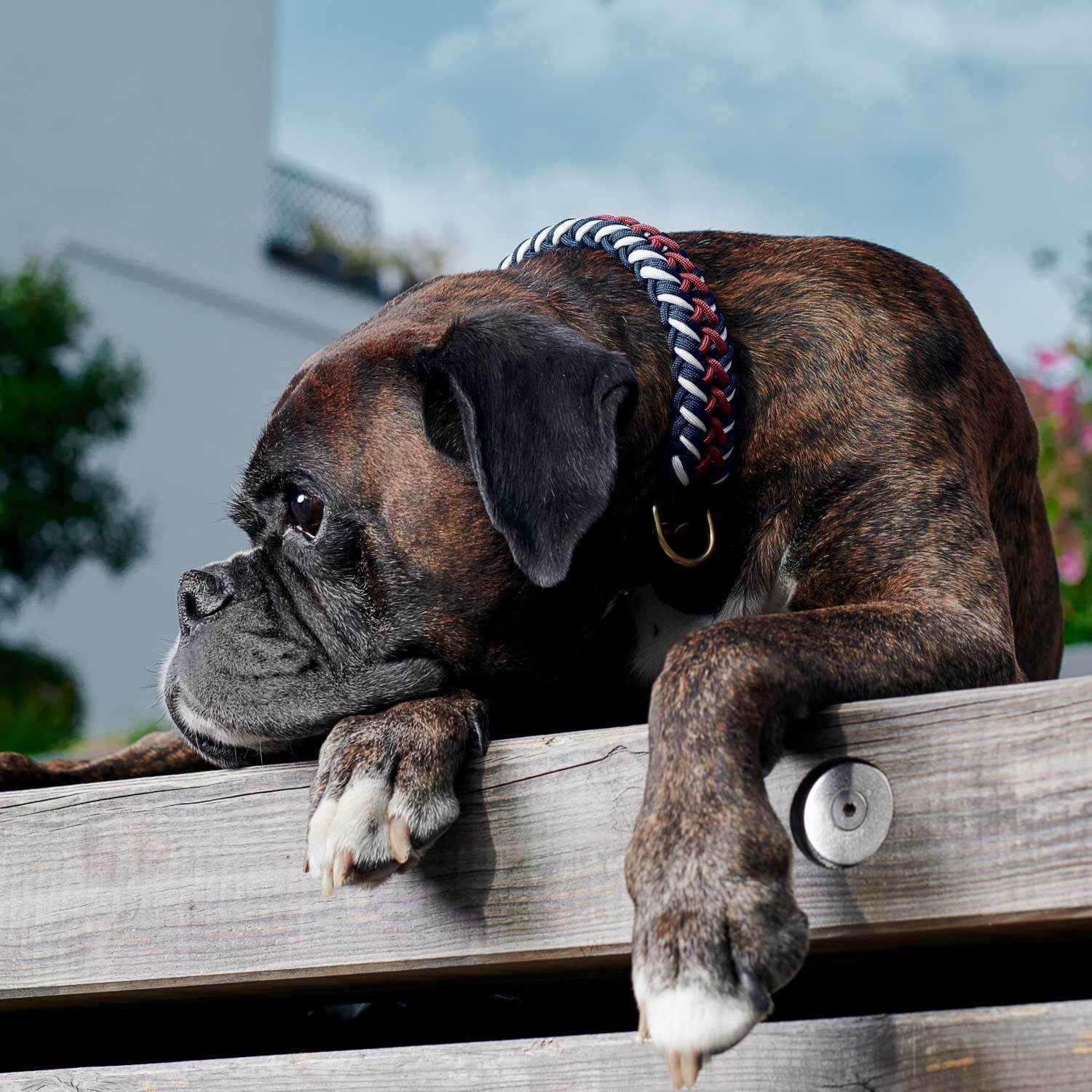 Paracord BioThane® Collare per cani Royal